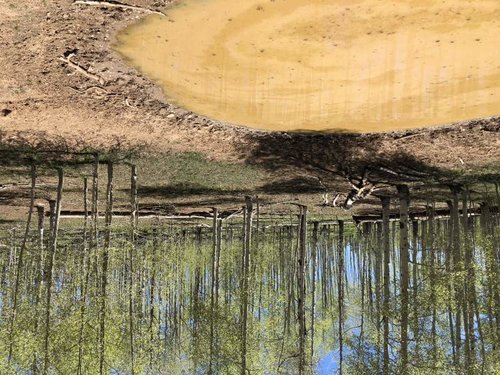 Close-up of Pond.jpg