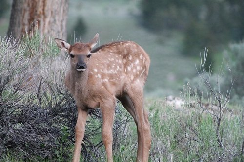 ElkCalf2.jpg