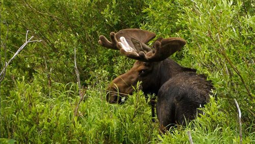 Bullwinkle-in-Velvet-6-27-1.jpg
