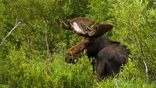 Bullwinkle-in-Velvet-6-27-1.jpg