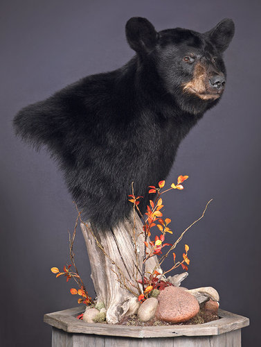 bear.jpg
