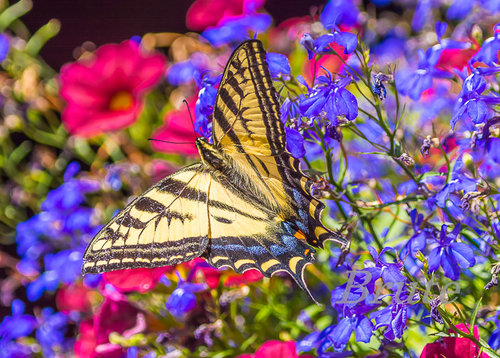 Swallowtail on Hanging Basket a-9790.jpg