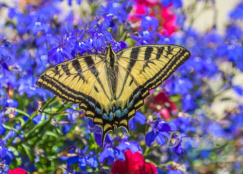 Swallowtail on Hanging Basket a-9811.jpg