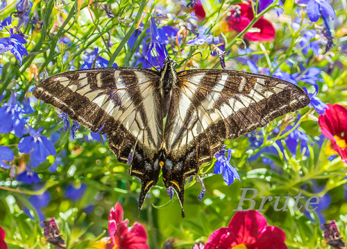 Swallowtail on Hanging Basket a-9900.jpg