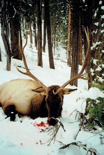 Elk 2011.jpg