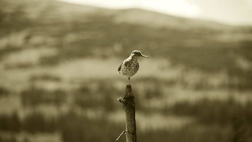 Spotted-Sandpiper-7-14-18.jpg Spotted-Sandpiper-7-14-18.jpg