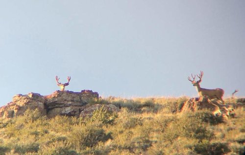 summer-bucks-side.jpg summer-bucks-side.jpg