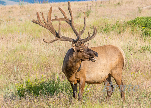 Rocky Mt. Velvet  2018  a -9964.jpg