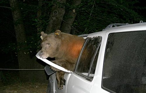 bear in car.jpg