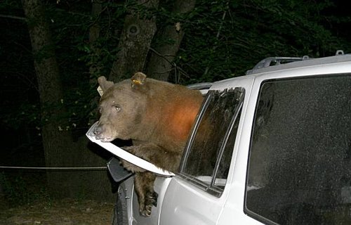 bear in car.jpg bear in car.jpg