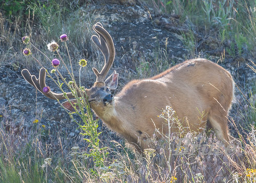 Muley Velvet 2018 a-0686.jpg