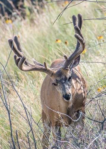 Muley Velvet 2018 a-0706.jpg