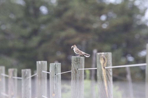 Lark Sparrow.jpg Lark Sparrow.jpg
