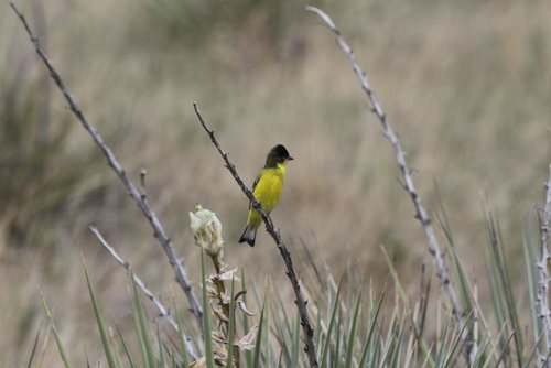 Yellow Bird.jpg Yellow Bird.jpg