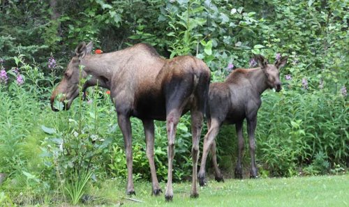 cow and calf moose.jpg