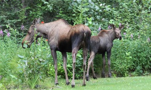 cow and calf moose.jpg cow and calf moose.jpg