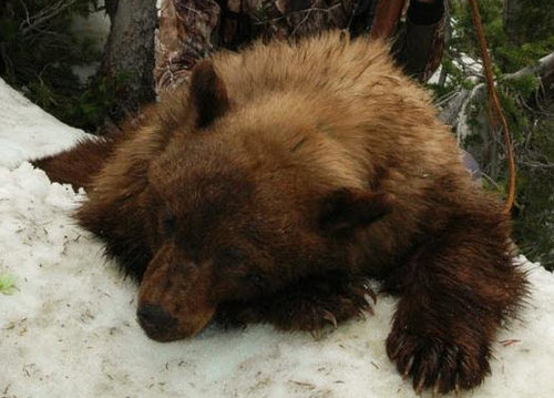 mybear.jpg mybear.jpg