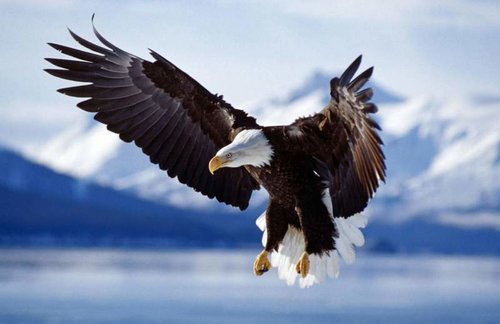 eagle.jpg eagle.jpg