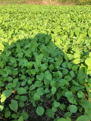 brassicas2018.jpg