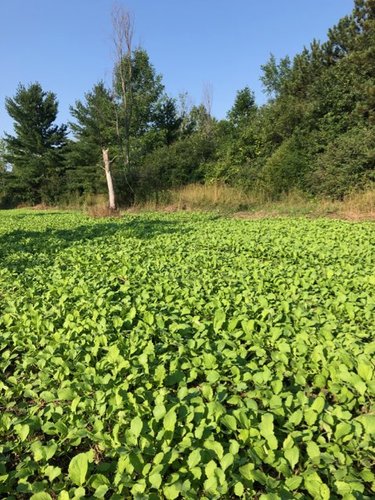 brassicafield.jpg