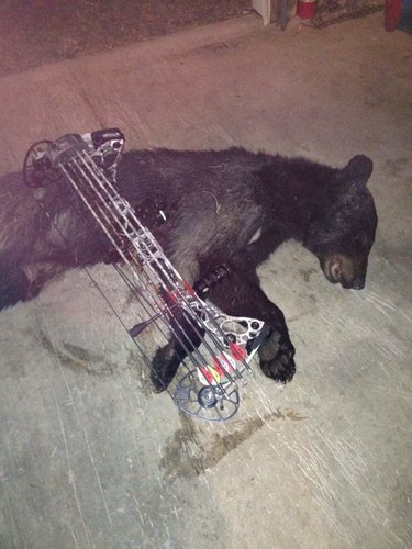 2017bear.jpg 2017bear.jpg