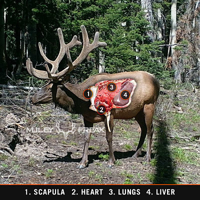 Elk-anatomy_opt.jpg Elk-anatomy_opt.jpg