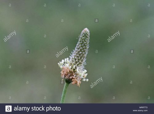 ribwort-plantain-latin-plantago-lanceolata-in-a-meadow-in-italy-also-called-narrowleaf-or-englis.jpg