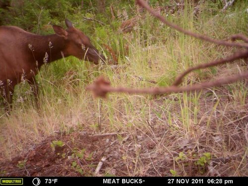 Secret Gate walkin area weyheuser summer 2018 029.jpg