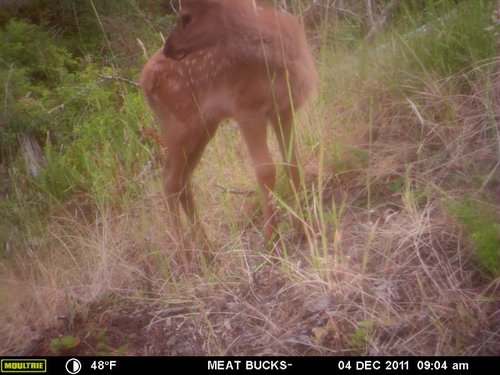 Secret Gate walkin area weyheuser summer 2018 071.jpg