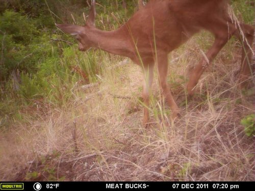 Secret Gate walkin area weyheuser summer 2018 082.jpg