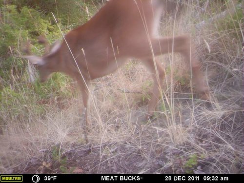 Secret Gate walkin area weyheuser summer 2018 159.jpg