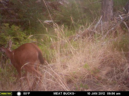 Secret Gate walkin area weyheuser summer 2018 223.jpg
