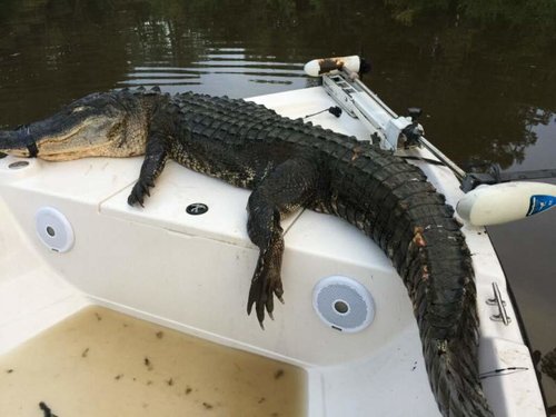Bull gator.jpg Bull gator.jpg