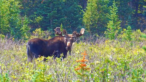 little-feller-8-16-18.jpg