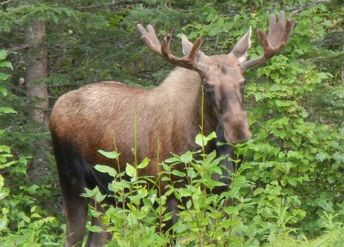 Bull Moose in Velvet.jpg