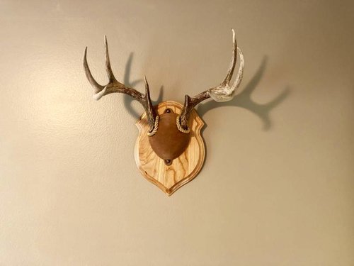 SD Buck 2.jpg SD Buck 2.jpg