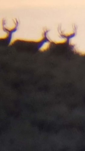 bucks1.jpg bucks1.jpg