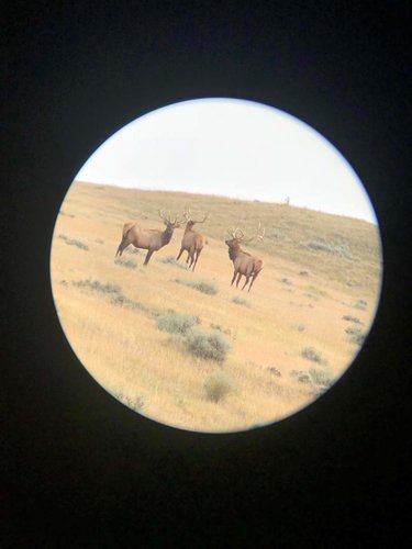elk2.jpg elk2.jpg