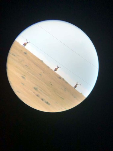 elk3.jpg elk3.jpg