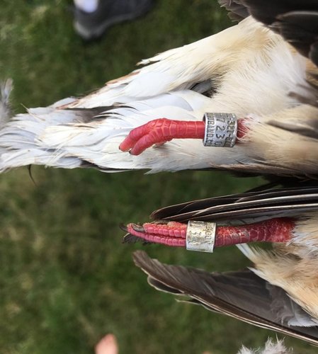 Dove bands2.JPG Dove bands2.JPG