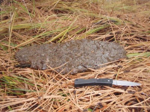 mystery scat 10-30-10.jpg