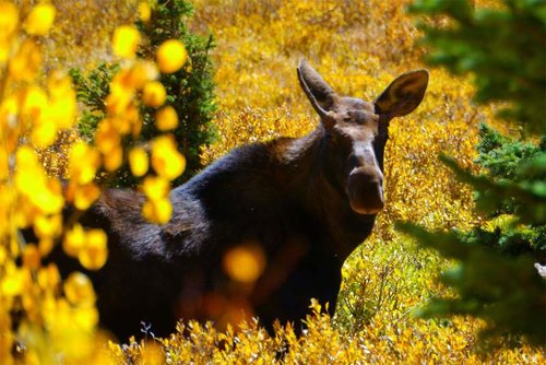 Yearling spike moose 9-13-18.jpg