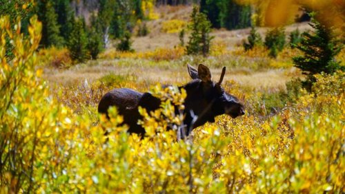 Young-bull-moose-9-13-2018.jpg