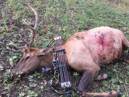 2018elk.jpg