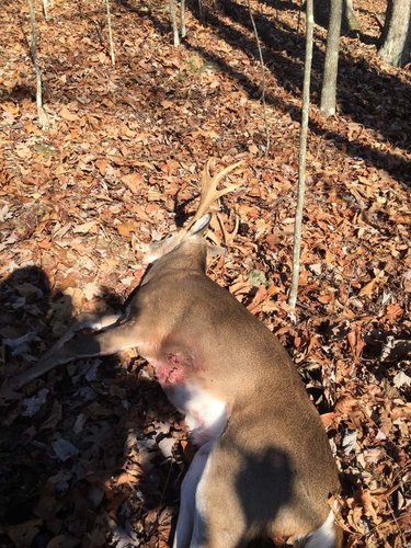 Mitchell Deer.jpg Mitchell Deer.jpg
