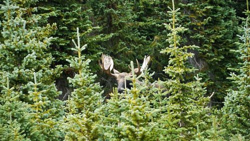 Red-Deer-Bull-called-9-17-1.jpg