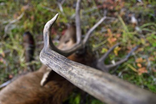 Elk Hunting 2018 #3 14SEP18 105.jpg