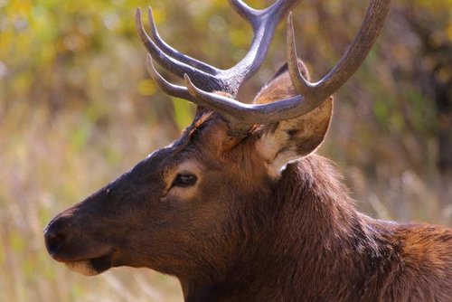 Bull_Elk_Raghorn.jpg Bull_Elk_Raghorn.jpg