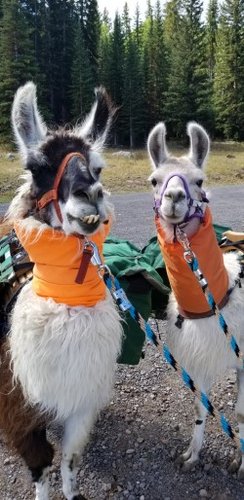 thumbnail_20180907_112520.jpg thumbnail_20180907_112520.jpg