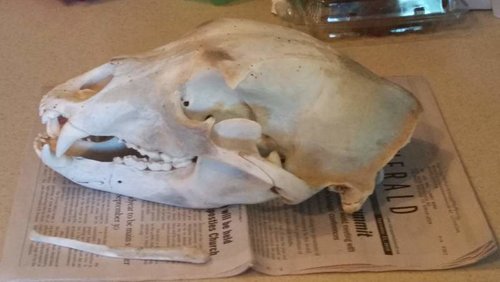 skull and pecker.jpg